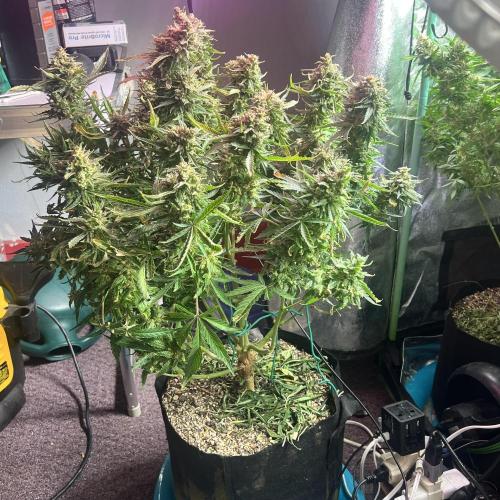 Carvajet 4th grow of Autoflowers. Week 14