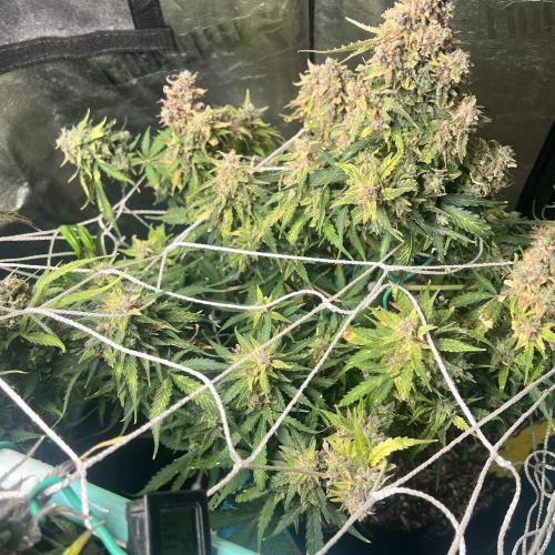 Carvajet 4th grow of Autoflowers. Week 14