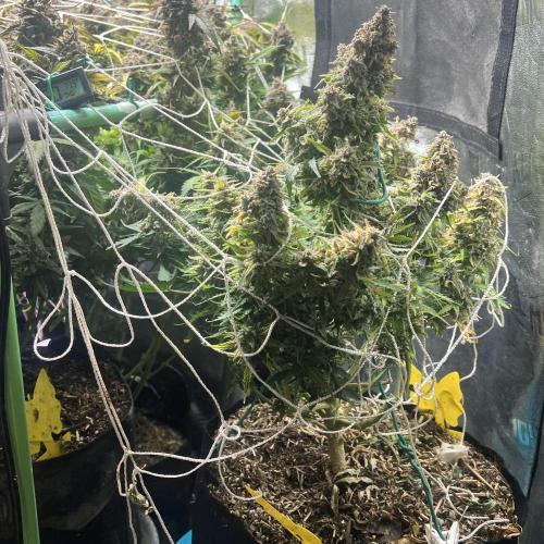 Carvajet 4th grow of Autoflowers. Week 14
