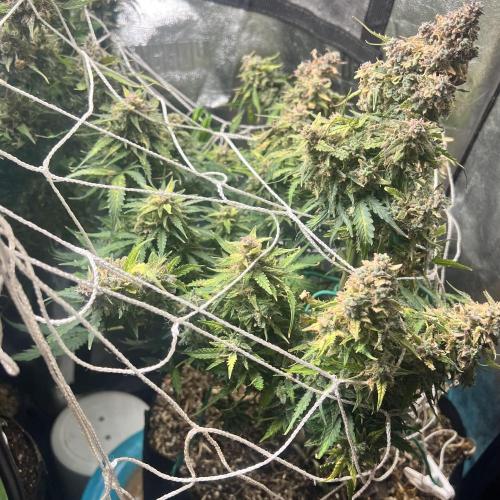 Carvajet 4th grow of Autoflowers. Week 14
