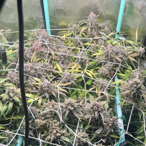 Carvajet 4th grow of Autoflowers. Week 14
