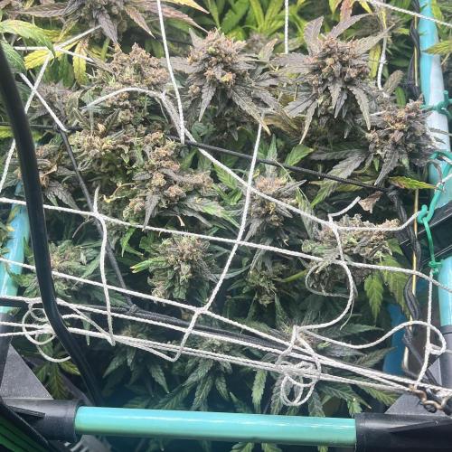 Carvajet 4th grow of Autoflowers. Week 14
