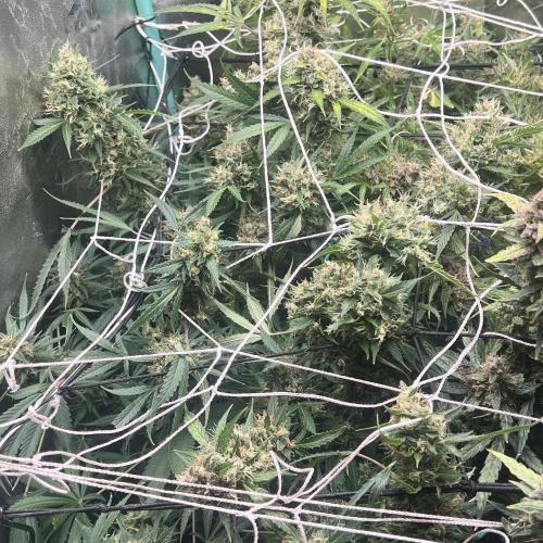Carvajet 4th grow of Autoflowers. Week 14
