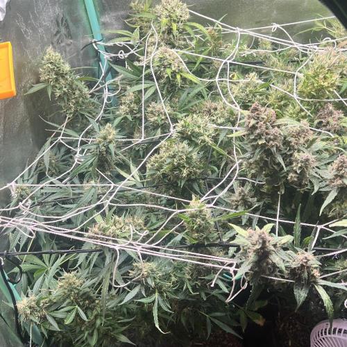 Carvajet 4th grow of Autoflowers. Week 14
