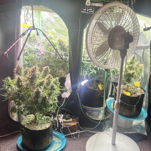 Carvajet 4th grow of Autoflowers. Week 14