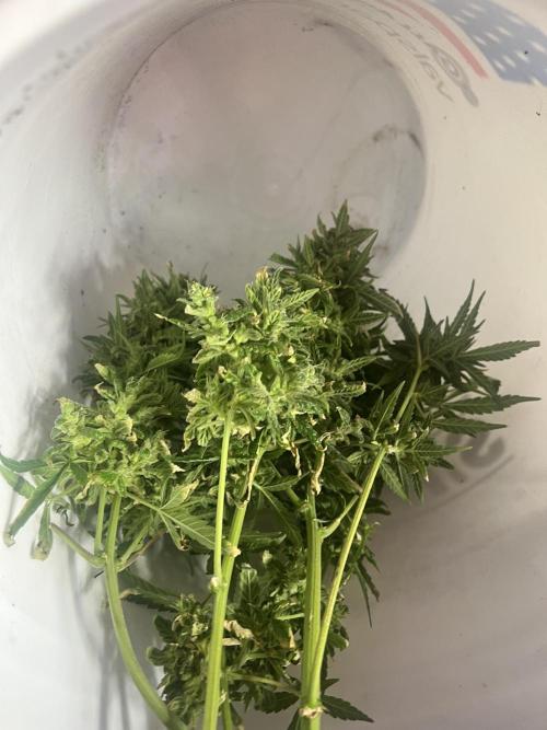 Carvajet 4th grow of Autoflowers. Week 15