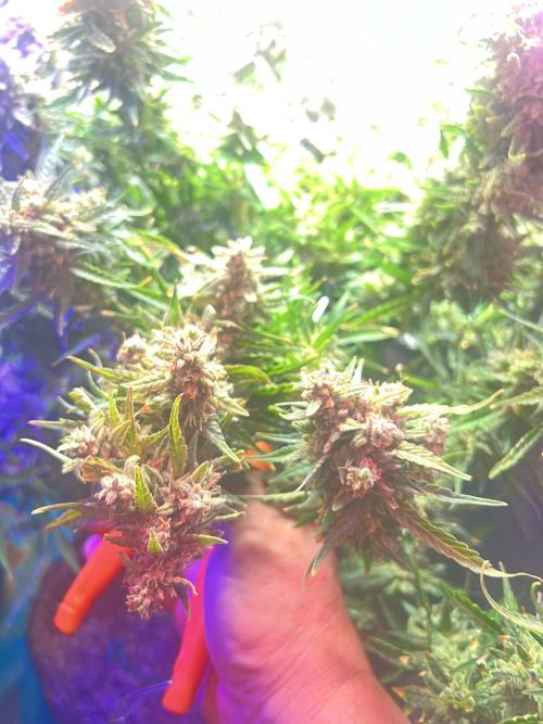 Carvajet 4th grow of Autoflowers. Week 15