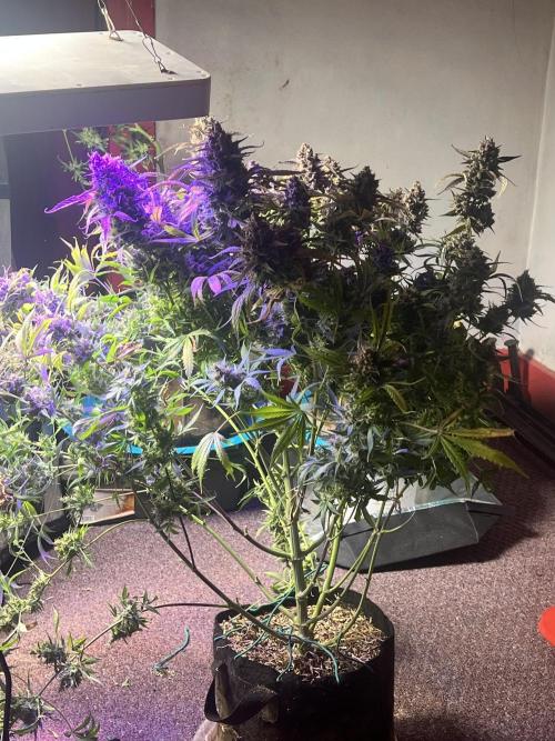 Carvajet 4th grow of Autoflowers. Week 15