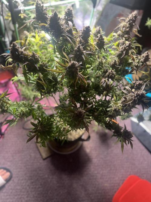 Carvajet 4th grow of Autoflowers. Week 15