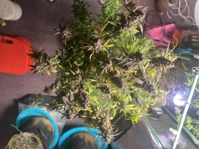 Carvajet 4th grow of Autoflowers. Week 15