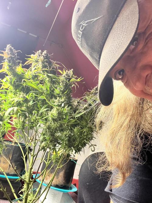 Carvajet 4th grow of Autoflowers. Week 15