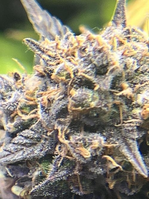 Carvajet 4th grow of Autoflowers. Week 15