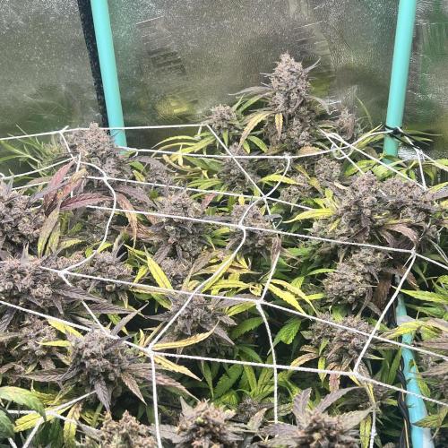Carvajet 4th grow of Autoflowers. Week 15