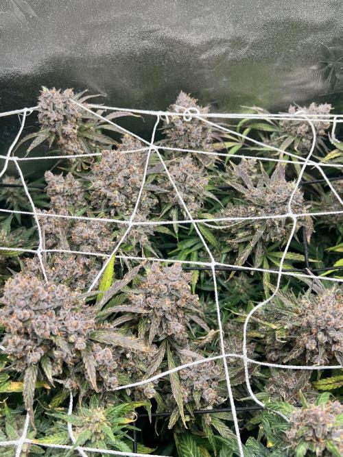 Carvajet 4th grow of Autoflowers. Week 15