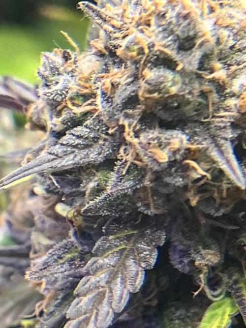 Carvajet 4th grow of Autoflowers. Week 15