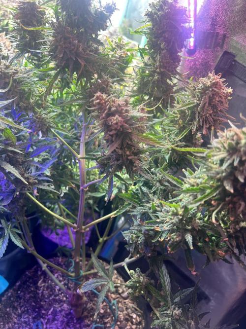 Carvajet 4th grow of Autoflowers. Week 15