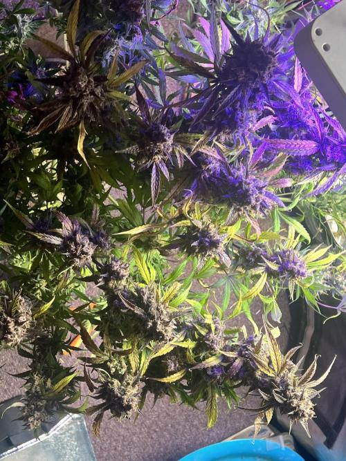 Carvajet 4th grow of Autoflowers. Week 15