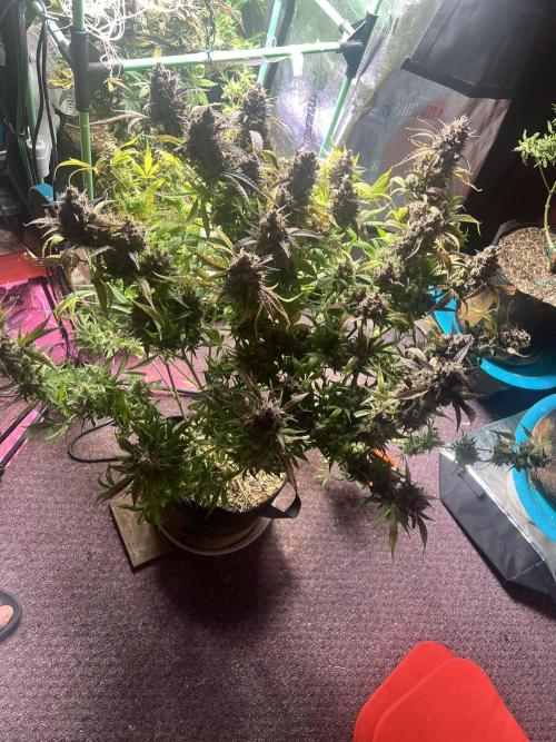 Carvajet 4th grow of Autoflowers. Week 15