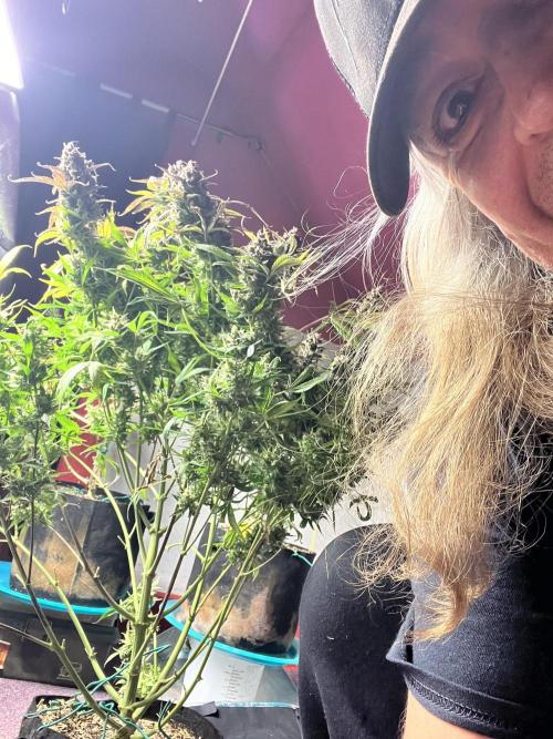 Carvajet 4th grow of Autoflowers. Week 15