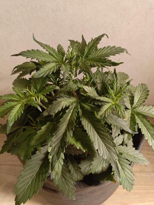 NEW YEAR. Week 3 - 21 day