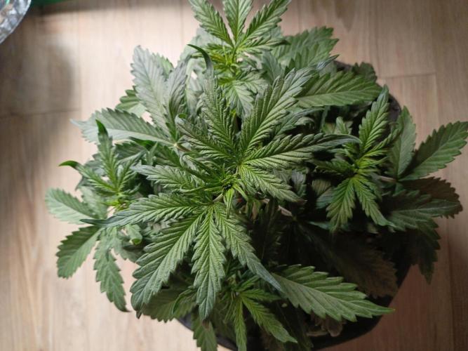 NEW YEAR. Week 3 - 21 day