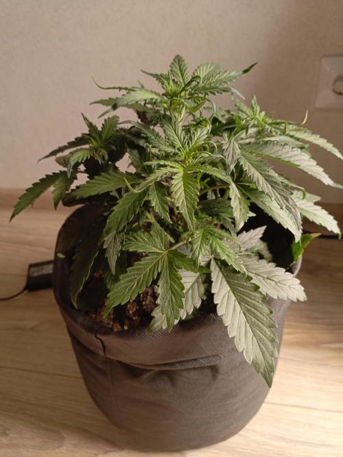 NEW YEAR. Week 3 - 21 day