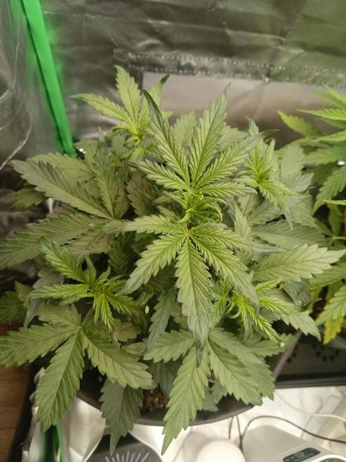 NEW YEAR. Week 3 - 21 day