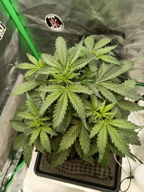 Big Bud Auto (Herbies seeds) Indoor. Week 4 - 22 days