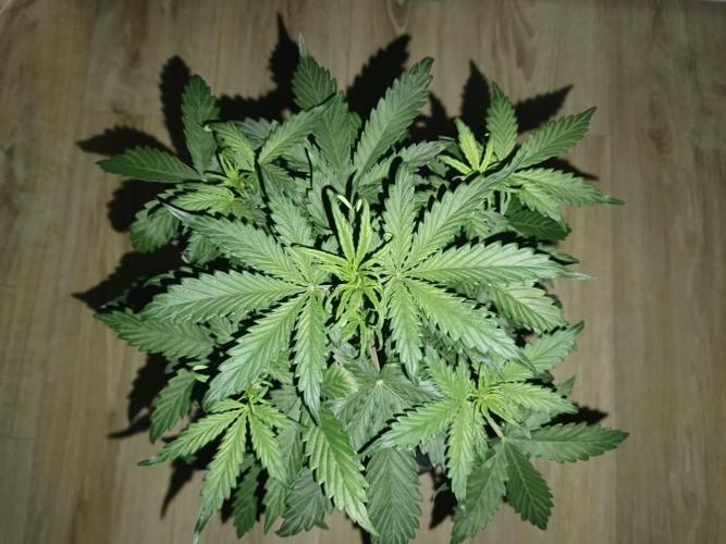 Big Bud Auto (Herbies seeds) Indoor. Week 4 - 22 days