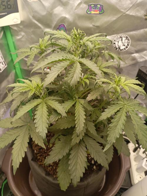 Big Bud Auto (Herbies seeds) Indoor. Week 4 - 25 days