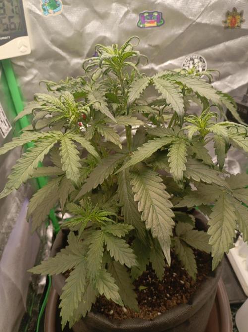 Big Bud Auto (Herbies seeds) Indoor. Week 4 - 25 days