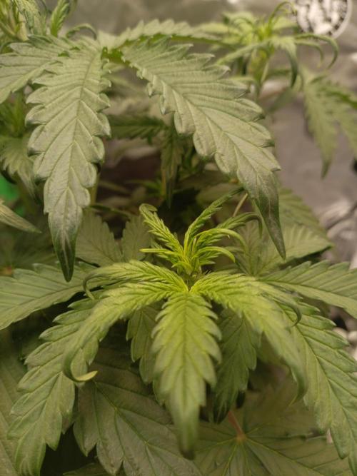 Big Bud Auto (Herbies seeds) Indoor. Week 4 - 25 days