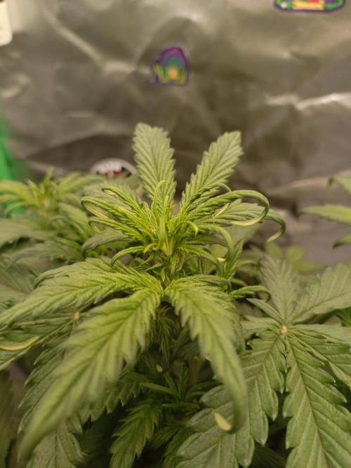 Big Bud Auto (Herbies seeds) Indoor. Week 4 - 25 days