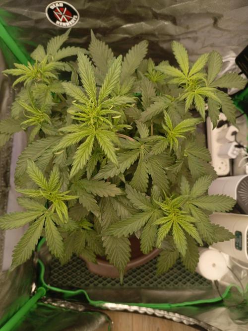 Big Bud Auto (Herbies seeds) Indoor. Week 4 - 25 days