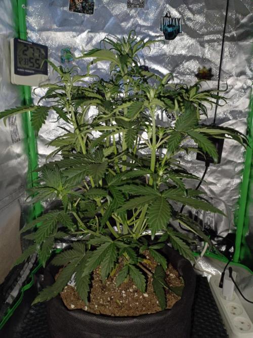 Big Bud Auto (Herbies seeds) Indoor. Week 4 - 27 days
