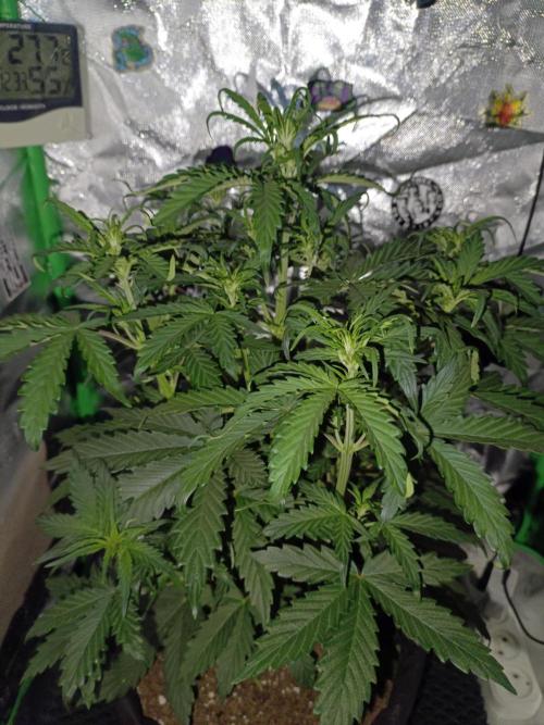Big Bud Auto (Herbies seeds) Indoor. Week 4 - 27 days