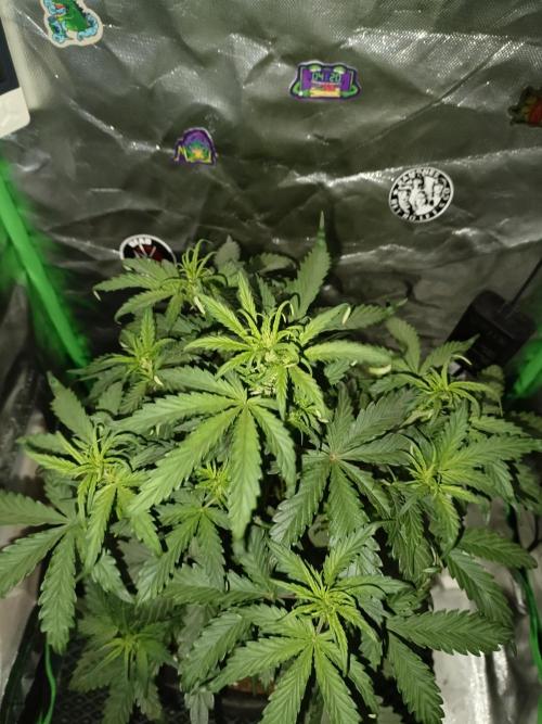 Big Bud Auto (Herbies seeds) Indoor. Week 4 - 27 days