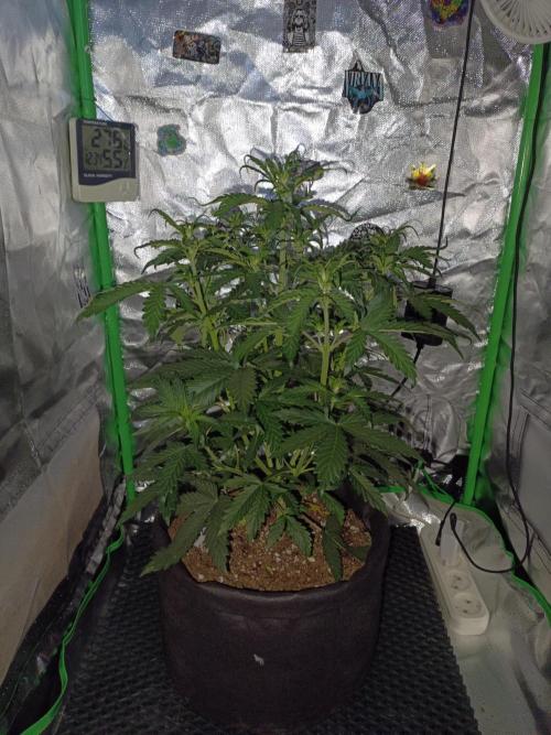 Big Bud Auto (Herbies seeds) Indoor. Week 4 - 27 days ,44 cm
