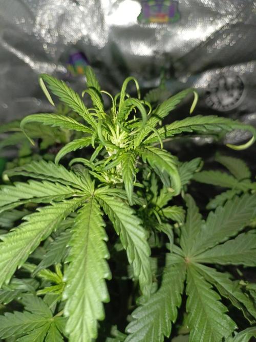 Big Bud Auto (Herbies seeds) Indoor. Week 4 - 27 days