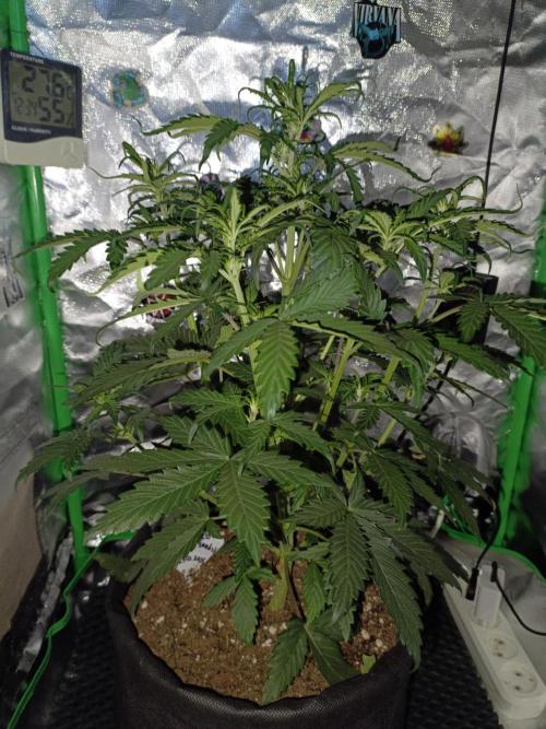 Big Bud Auto (Herbies seeds) Indoor. Week 4 - 27 days