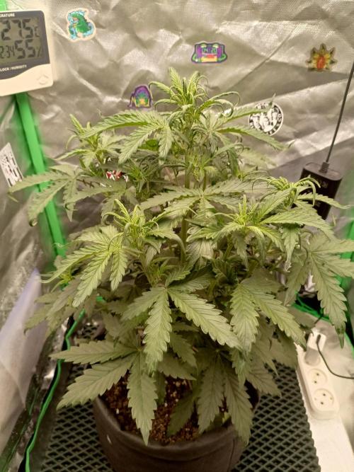 Big Bud Auto (Herbies seeds) Indoor. Week 4 - 27 days