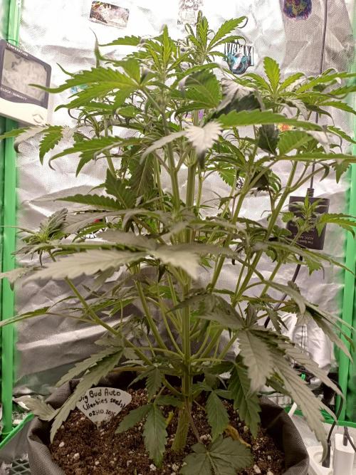 Big Bud Auto (Herbies seeds) Indoor. Week 4 - 27 days