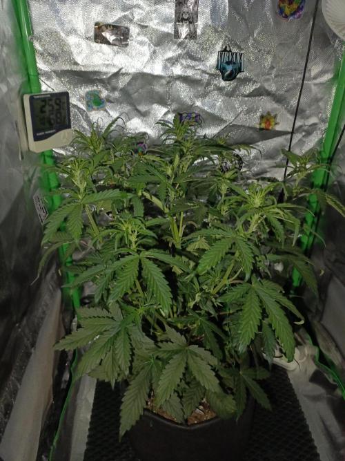 Big Bud Auto (Herbies seeds) Indoor. Week 5 - 29 days