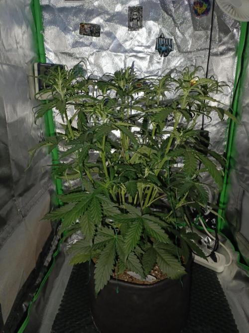 Big Bud Auto (Herbies seeds) Indoor. Week 5 - 29 days