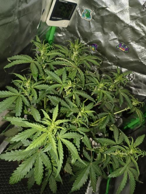 Big Bud Auto (Herbies seeds) Indoor. Week 5