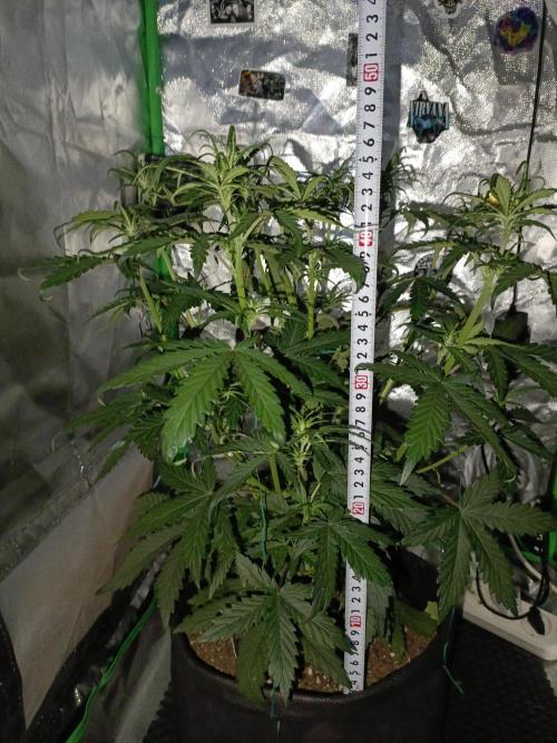 Big Bud Auto (Herbies seeds) Indoor. Week 5