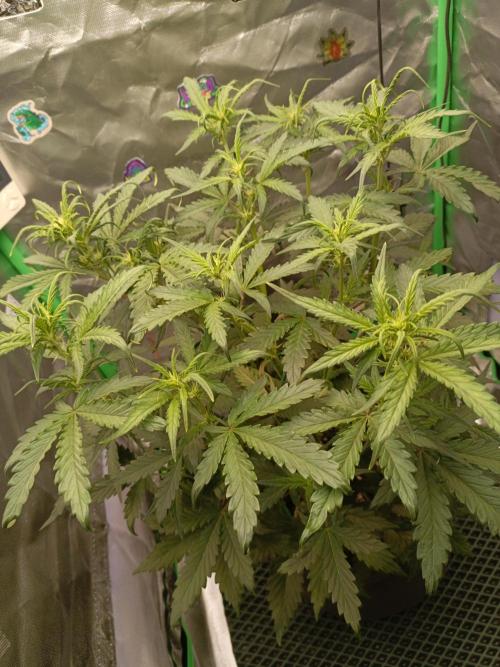Big Bud Auto (Herbies seeds) Indoor. Week 5 - 30 days
