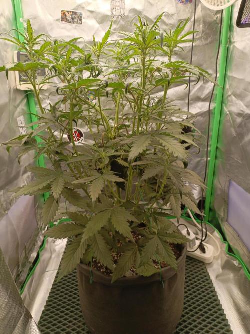 Big Bud Auto (Herbies seeds) Indoor. Week 5