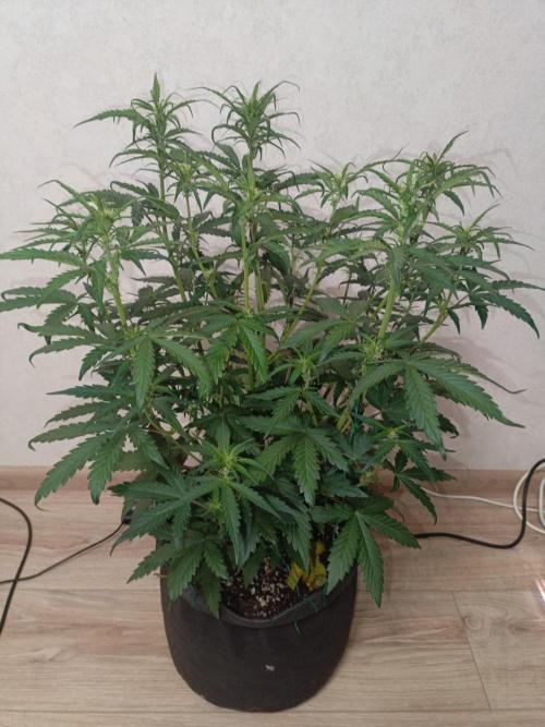 Big Bud Auto (Herbies seeds) Indoor. Week 5 - 32 days