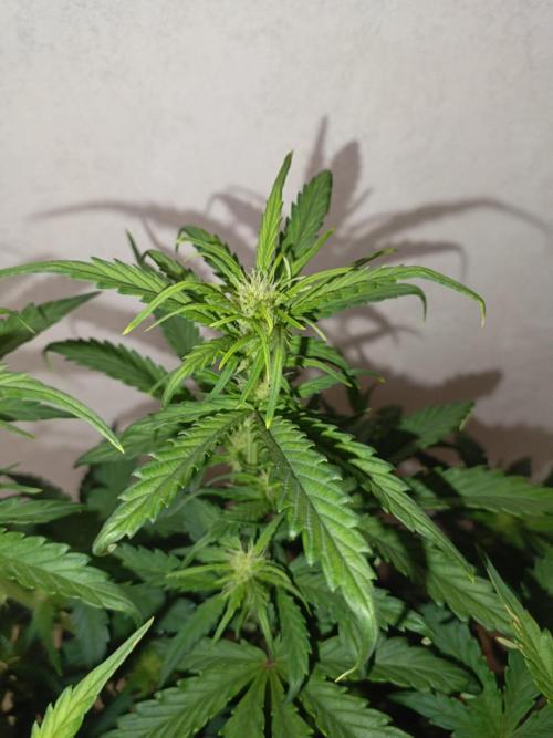 Big Bud Auto (Herbies seeds) Indoor. Week 5 - 32 days